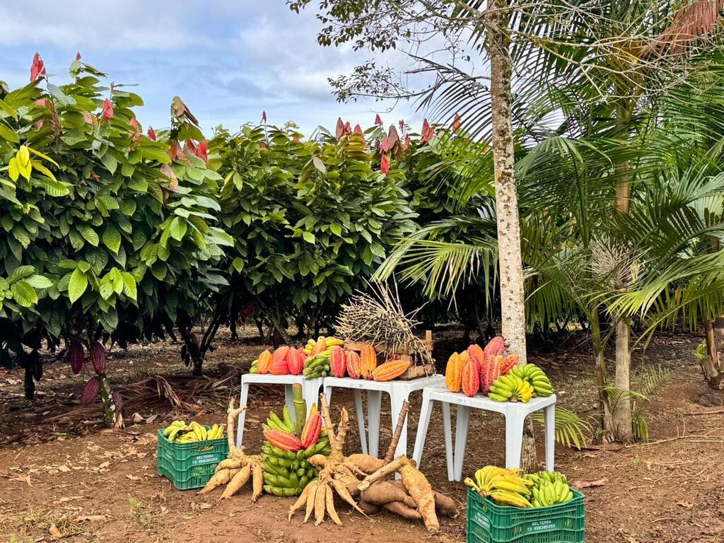 An outdoor exhibition showcasing agroforestry products including cassava, bananas, and cacao in southern Bahia, Brazil.